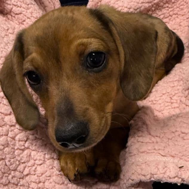 Delta - Dachshund Female