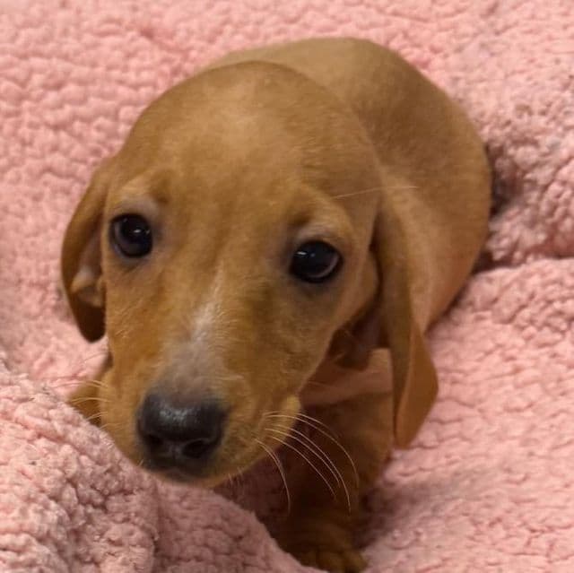 Diva - Dachshund Female