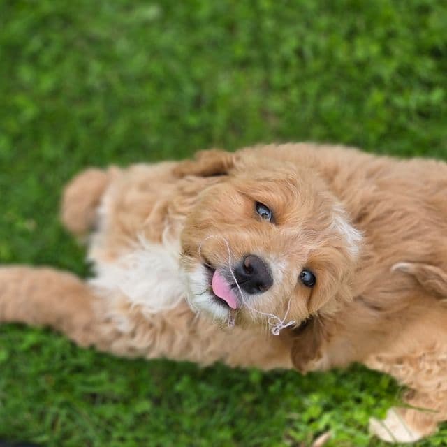 Mae - Bernedoodle Female