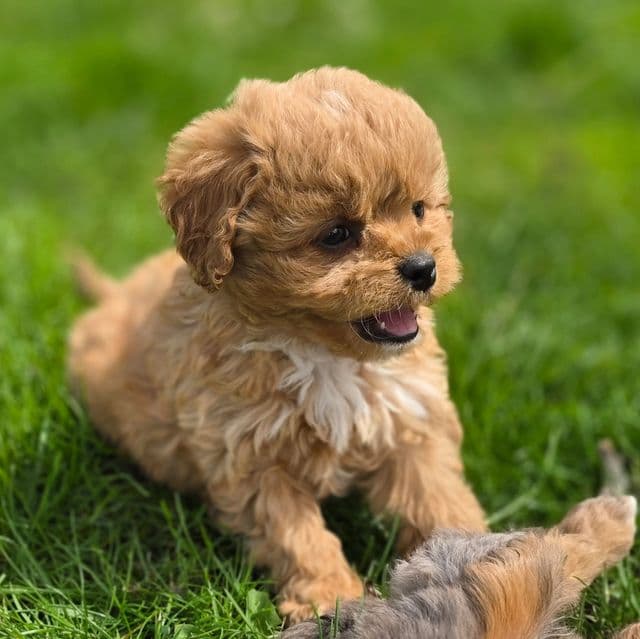 Penny - Cavapoo Female