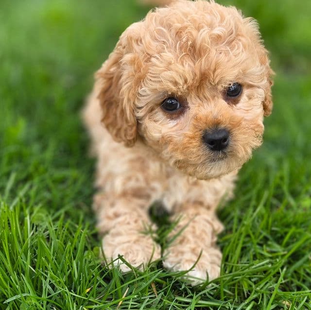 Lady - Cavapoo Female