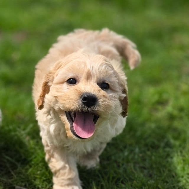Hank - Cavapoo Male