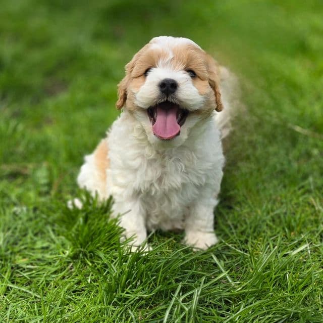 Bubbles - Cavapoo Male