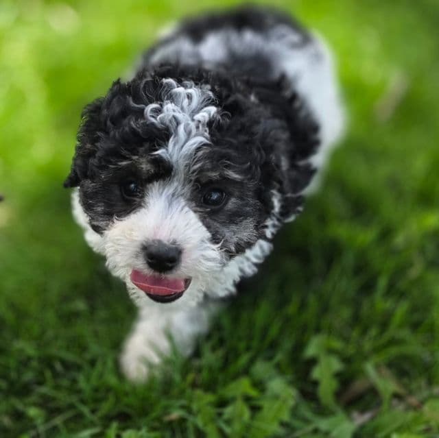 Bessie - Cavapoo Female