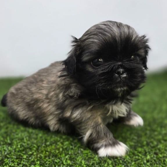 Piper - Pekingese Female