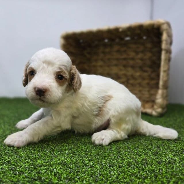 Reece - Goldendoodle Male