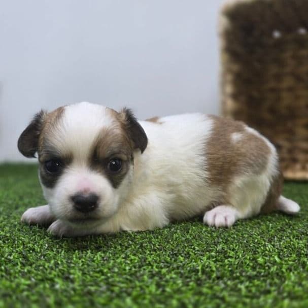 Ollie - Chihuahua Male