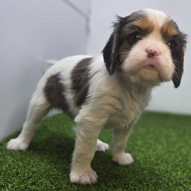 Pebble - Cavalier King Charles Spaniel Female
