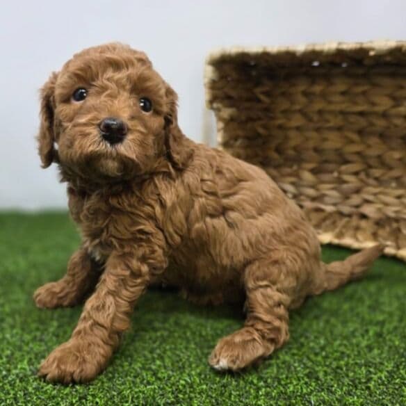 Marigold - Goldendoodle Female