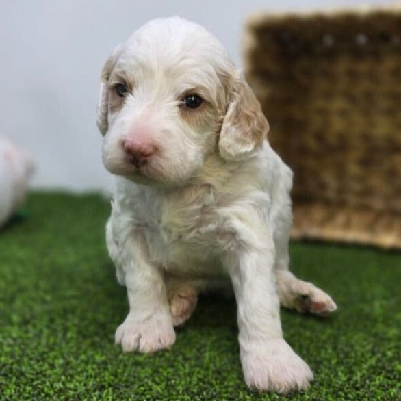 Sophie - Goldendoodle Female