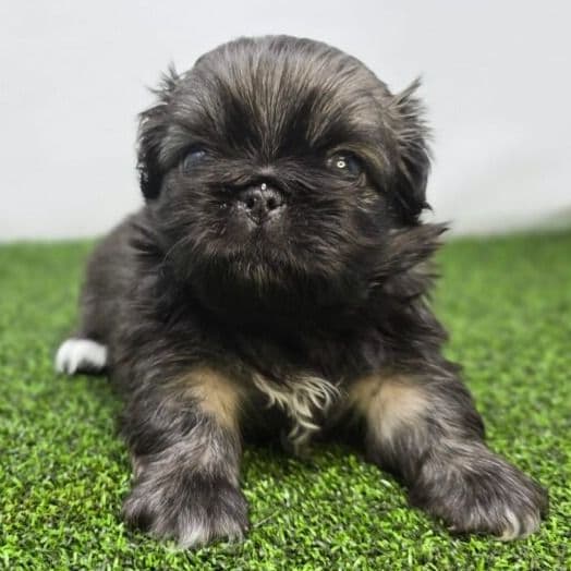 Emory - Pekingese Male