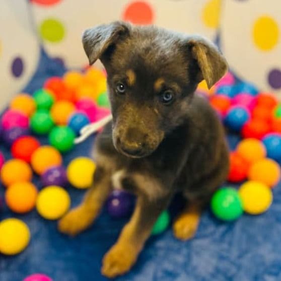 Nebula - German Shepherd Dog Female