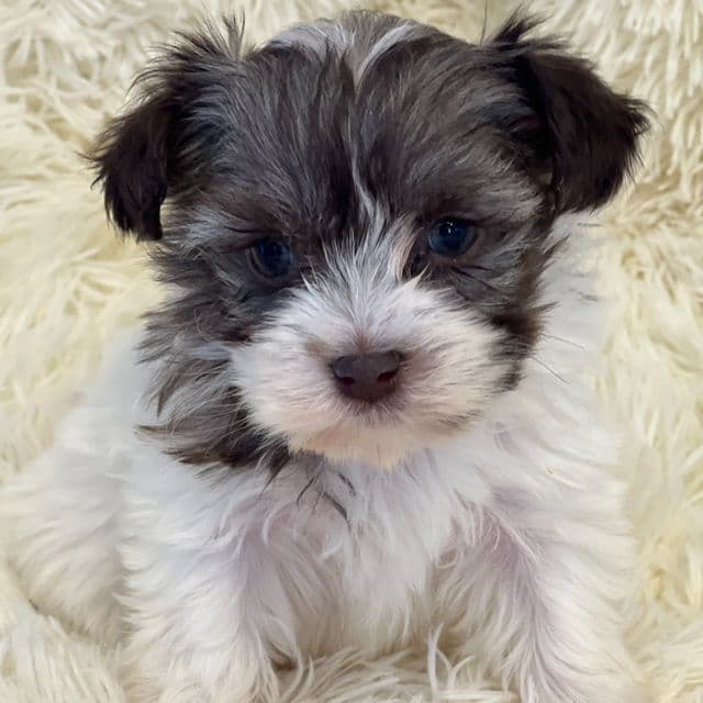 Snowball - Havanese Female