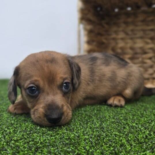 Scout - Dachshund Male
