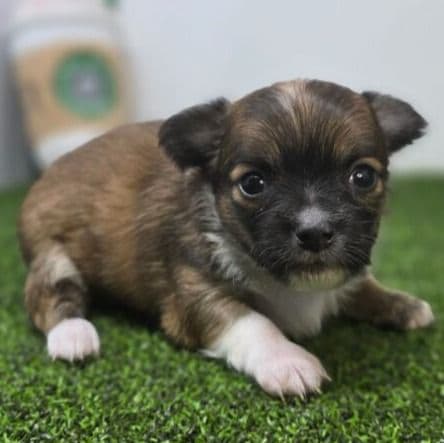 Arwen - Chihuahua Male