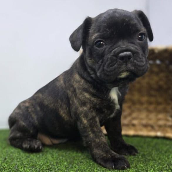 Halle - Frenchton Female