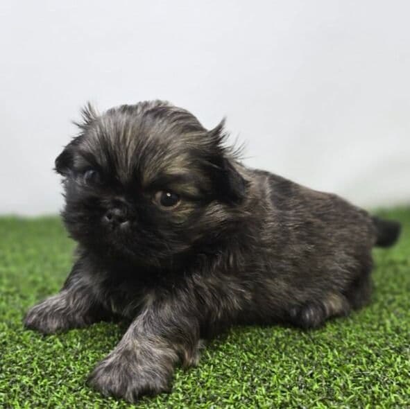 Chester - Pekingese Male