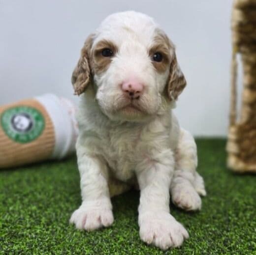 Marshall - Goldendoodle Male