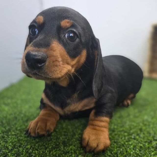 Georgia - Dachshund Female