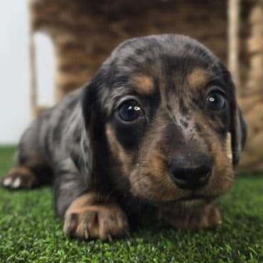 Cobalt - Dachshund Male