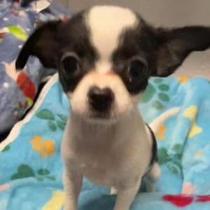 Daisy - Chihuahua Male