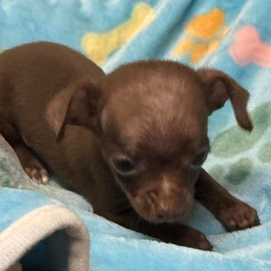 Tiny Tim - Chihuahua Male