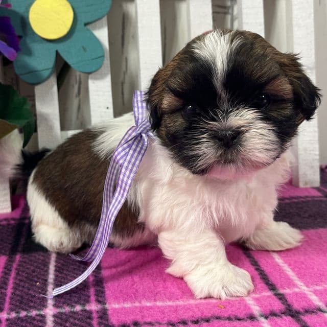 Bailey - Shih Tzu Female