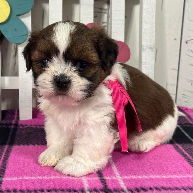 Roxy - Shih Tzu Female