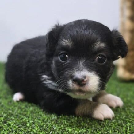 Cannoli - Chihuahua Male
