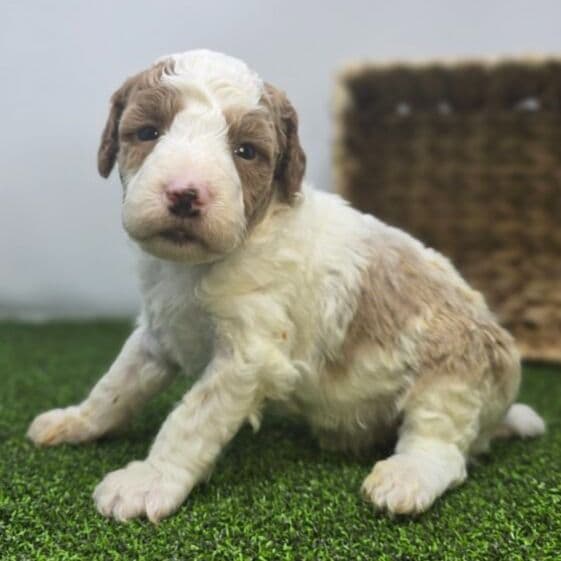 Archer - Goldendoodle Male