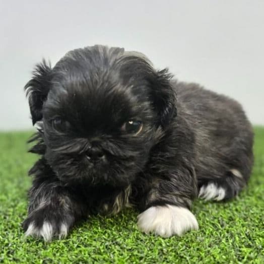 Maggie - Pekingese Female