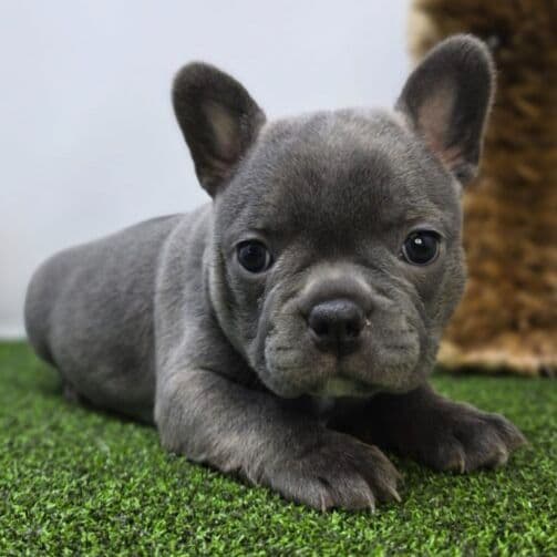 Willow - Frenchton Female