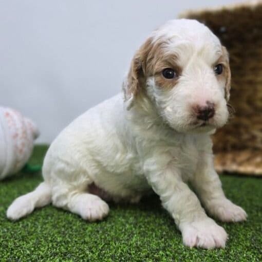 Daphne - Goldendoodle Female
