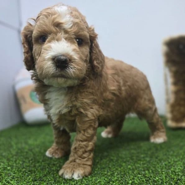 Hank - Goldendoodle Male