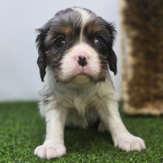 Lacey - Cavalier King Charles Spaniel Female