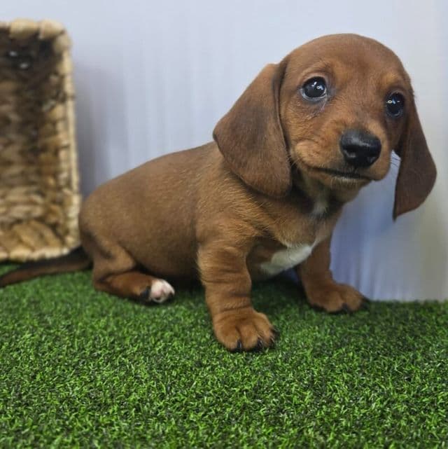 Dakota - Dachshund Male