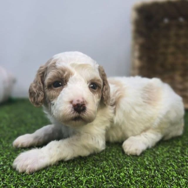 Willa - Goldendoodle Female