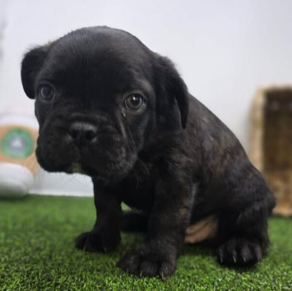 Bogey - Frenchton Male