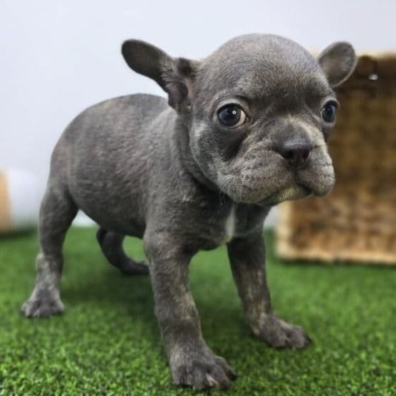 Paisley - Frenchton Female