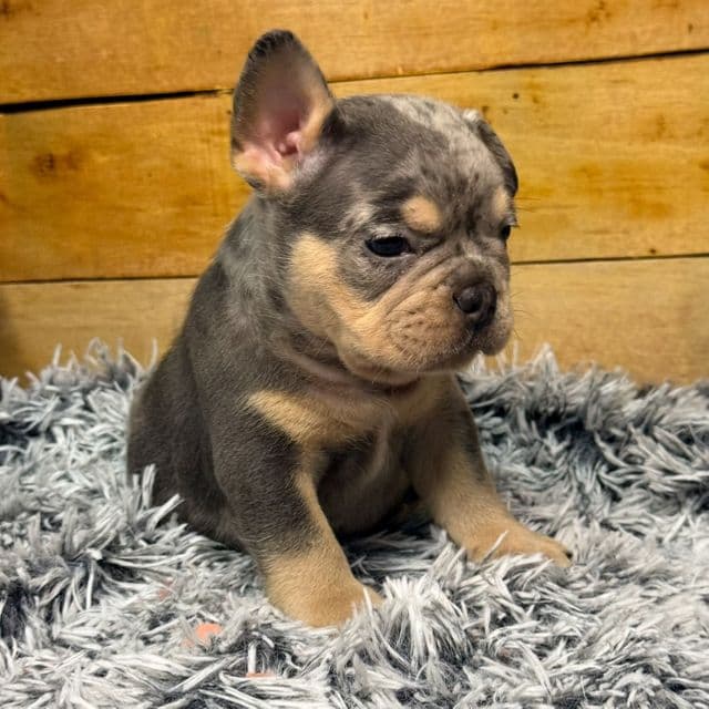 Tank - French Bulldog Male