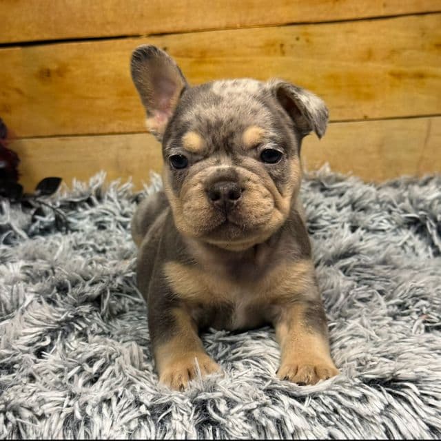 Tank - French Bulldog Male