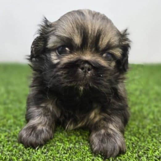 Ash - Pekingese Male