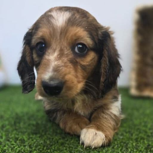Carson - Dachshund Male
