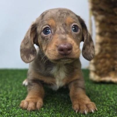 Oliver - Dachshund Male