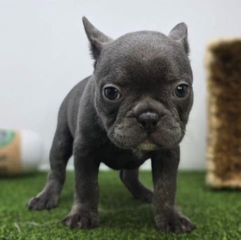 Nora - Frenchton Female