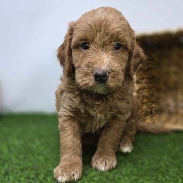 Jasper - Goldendoodle Male