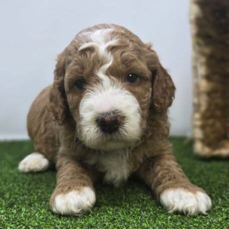 Dexter - Goldendoodle Male