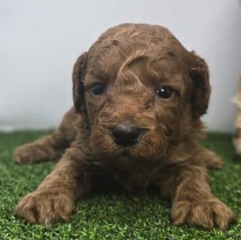 Sawyer - Goldendoodle Male