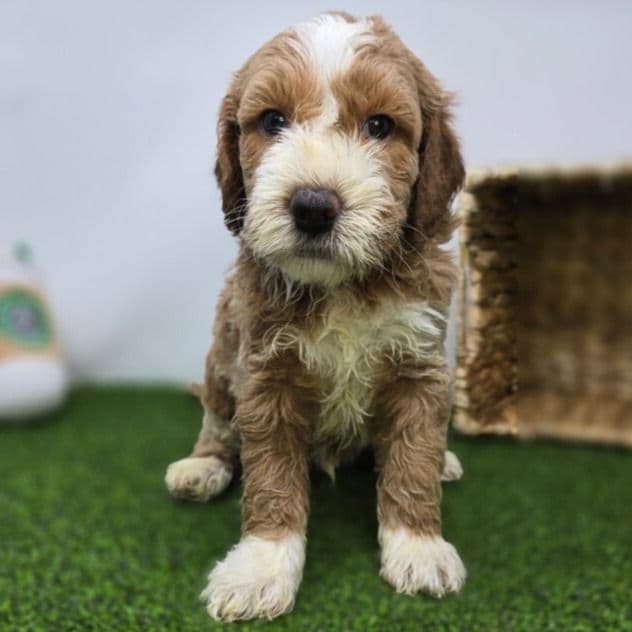 Jay - Goldendoodle Male