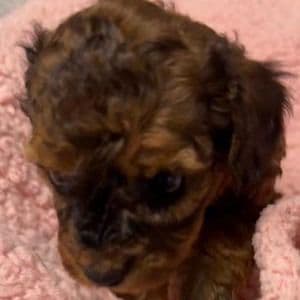 Allie - Toy Poodle Female